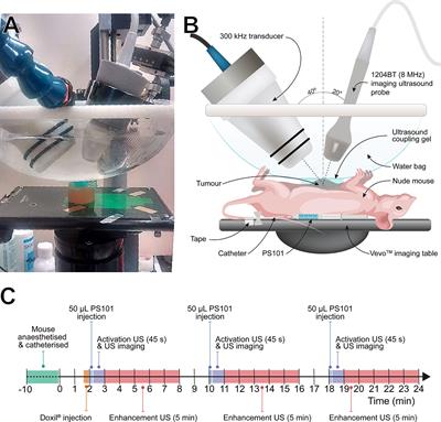 Theranostic Attributes of Acoustic Cluster Therapy and Its Use for Enhancing the Effectiveness of Liposomal Doxorubicin Treatment of Human Triple Negative Breast Cancer in Mice